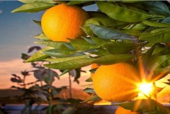 فروش باغ مرکبات